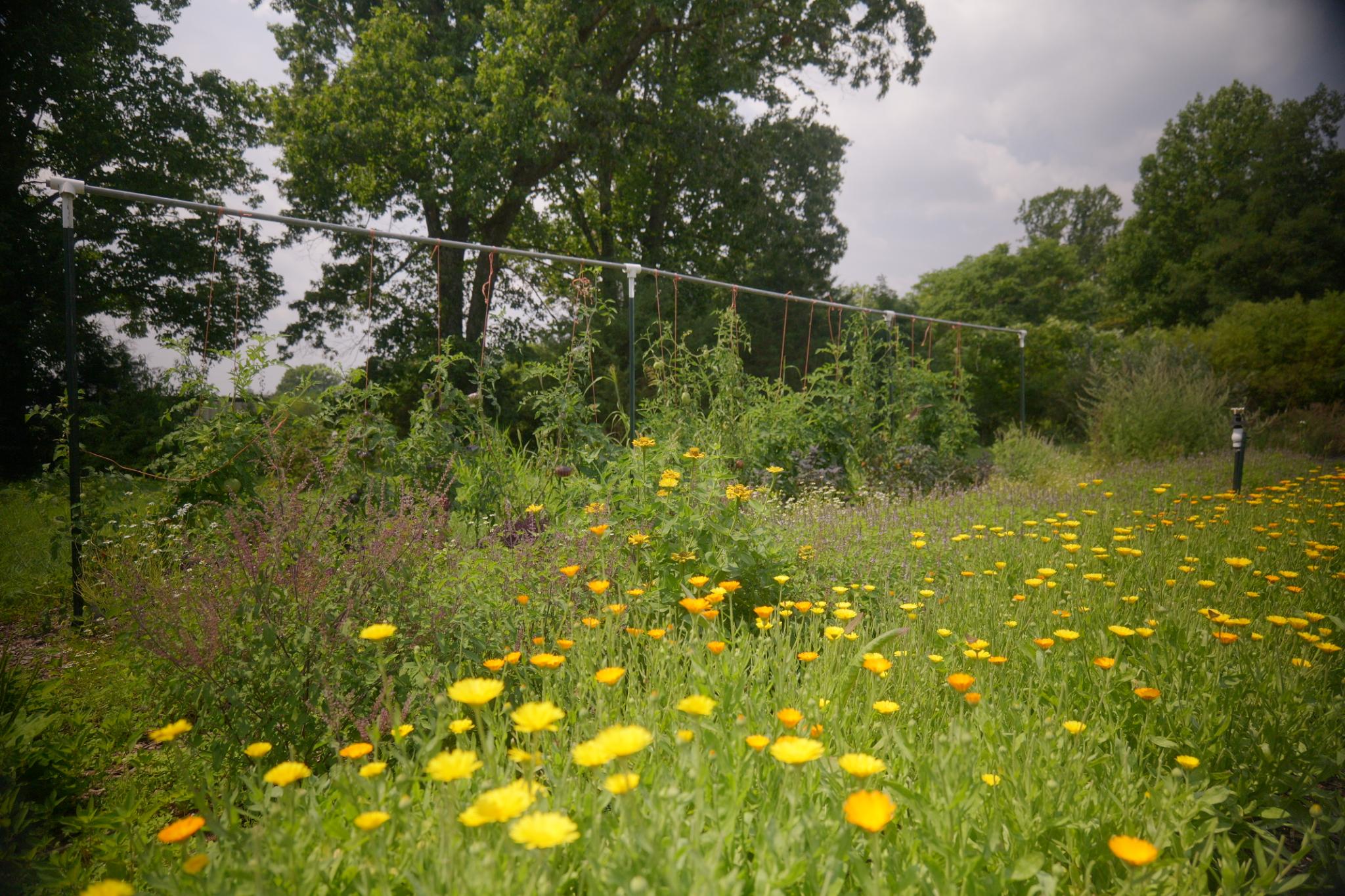 Regenerative polyculture landscape, Central Virginia