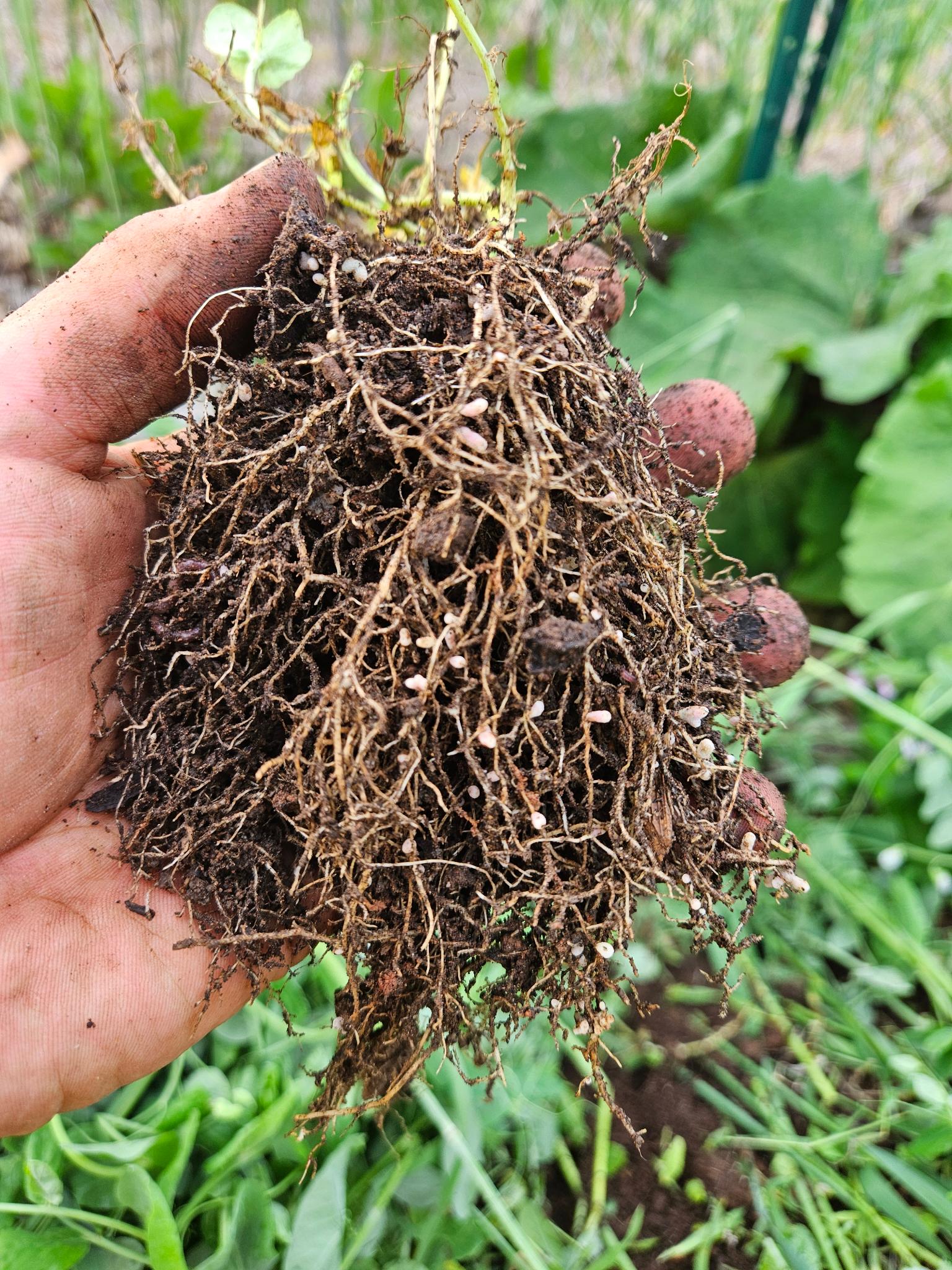 Field pea root nodules showing active nitrogen fixation