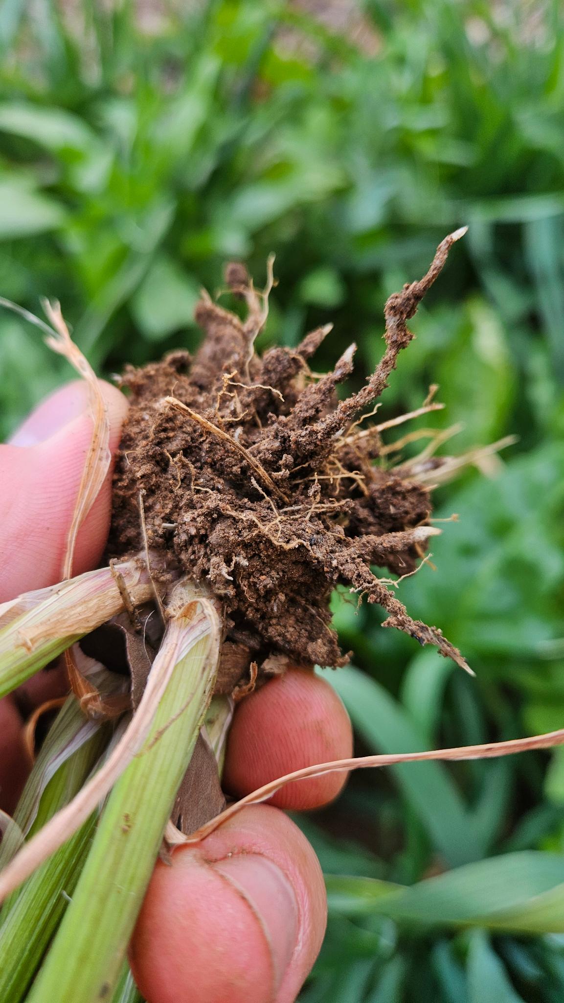Rhizosheath on oats