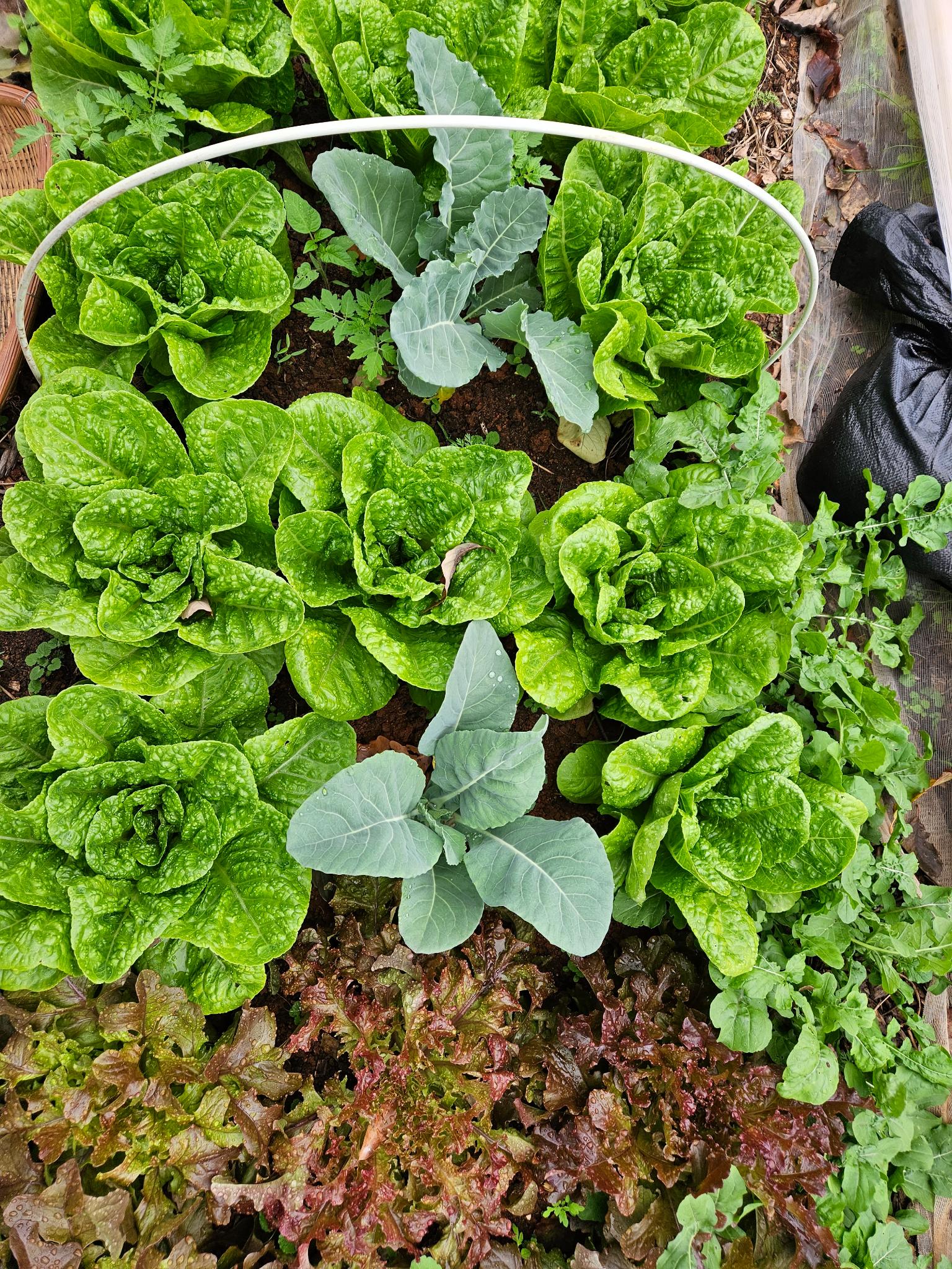 Intercrop diversity