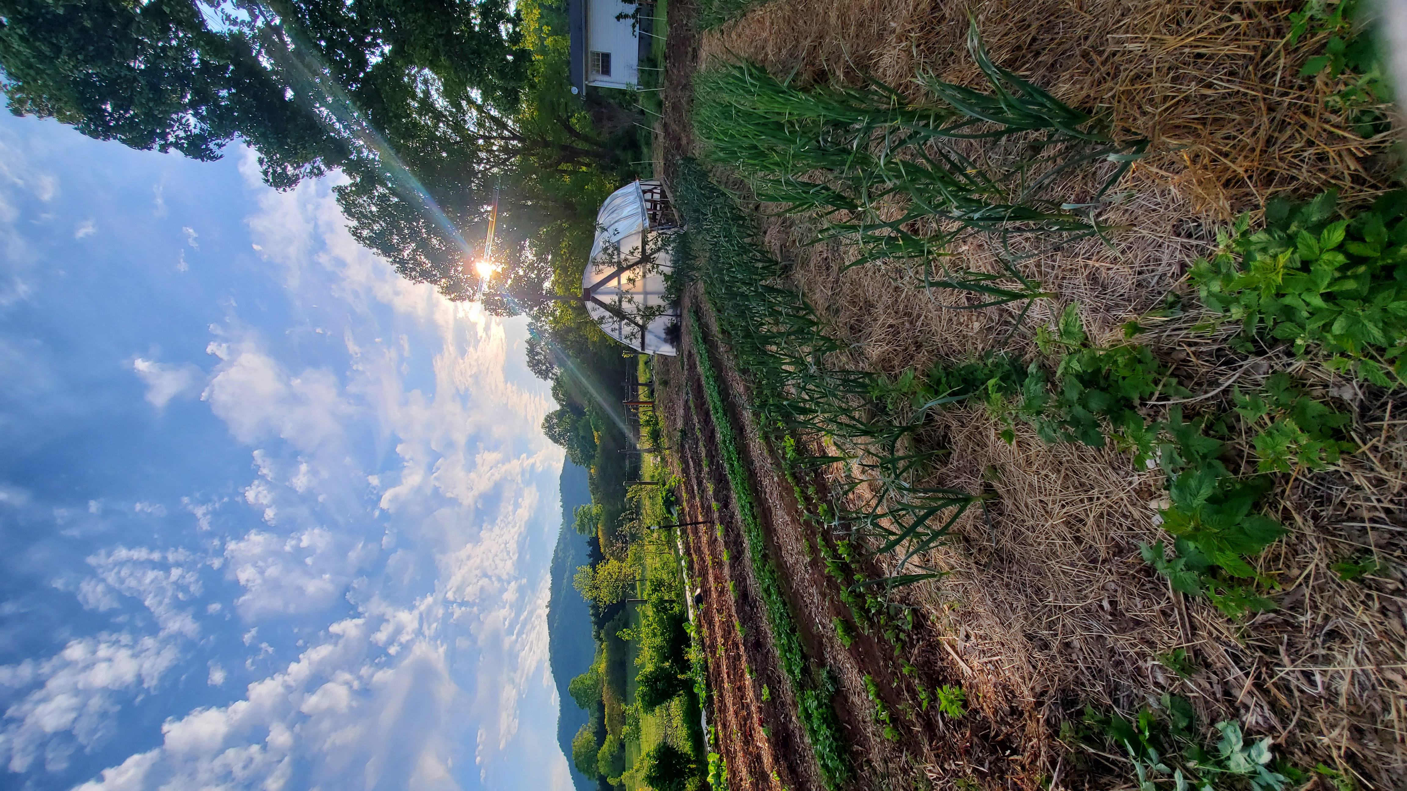 Market garden rows
